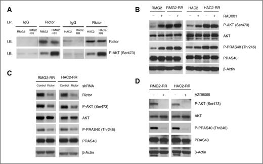 Figure 4. mTORC2-mediated phosphorylation of AKT–PRAS40 signaling is responsible for resistance to RAD001. A, mTORC2 activation in RAD001-sensitive parental and RAD001-resistant CCC cells. RMG2, HAC2, RMG2-RR, and HAC2-RR cells were serum-starved overnight, after which mTORC2 activation was determined by in vitro kinase assay. B, increased phosphorylation of AKT–PRAS40 signaling in RAD001-resistant cells compared with RAD001-sensitive cells. RMG2, HAC2, RMG2-RR, and HAC2-RR cells were serum-starved overnight. Cells were harvested, lysed, and then equivalent amounts (30 μg) of protein were subjected to SDS-PAGE and blotted with various antibodies. C, suppression of Rictor by shRNA leads to the decreased phosphorylation of AKT and PRAS40 in RAD001-resistant CCC cells. RMG2-RR and HAC2-RR cells plated in 6-well plates were transfected with 20 nmol/L control or Rictor shRNA and evaluated after 48 hours. D, treatment with AZD8055 attenuated the phosphorylation of AKT and PRAS40 in RAD001-resistant CCC cells. RMG2-RR and HAC2-RR cells were treated with 10 nmol/L AZD8055 for 6 hours. Cells were harvested, lysed, and then equivalent amounts (30 μg) of protein were subjected to SDS-PAGE and blotted with various antibodies. IgG, immunoglobulin G; I.B., immunoblot, I.P., immunoprecipitation.
