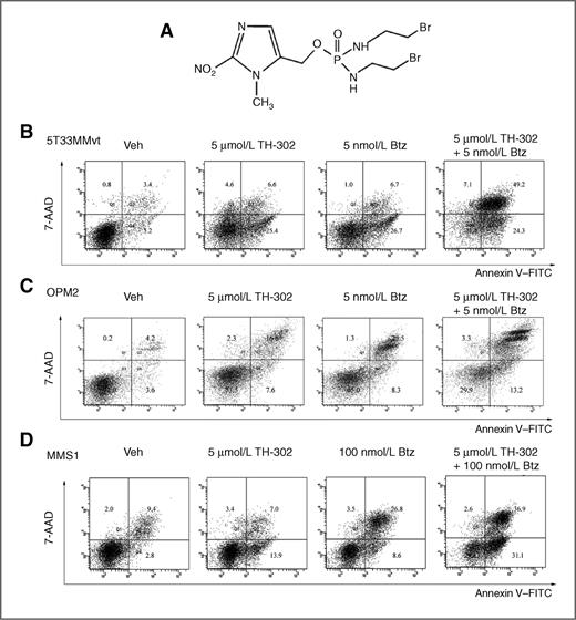 Figure 1. TH-302 in combination with bortezomib (Btz) induces synergistic apoptosis in multiple myeloma cells. A, the chemical structure of TH-302. TH-302 is a nitroimidazole prodrug of cytotoxin Br-IPM. 5T33MMvt (B), OPM2 (C), and MMS1 (D) cells were treated with vehicle (Veh), TH-302, bortezomib, or combination therapy at the indicated concentrations for 16 hours in hypoxic condition (1% O2), followed by Annexin V–FITC/7-AAD staining and flow cytometry analysis. Percentage of cells is shown within each quadrant. Results are representative of three independent experiments.