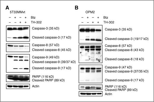 Figure 2. Bortezomib/TH-302 induces apoptosis through activation of the caspase cascade in multiple myeloma cells. 5T33MMvt (A) and OPM2 (B) cells were cultured with TH-302 in the presence or absence of bortezomib (Btz) for 16 hours under hypoxic conditions (1% O2). The concentrations of drugs, either alone or in combination, were as follows: 5 nmol/L bortezomib, 5 μmol/L TH-302. Whole-cell lysates were subjected to immunoblot analysis with anti–caspase-3, -8, -9, anti-PARP, and anti–β-actin antibodies. Blots shown are representative of three independent experiments.