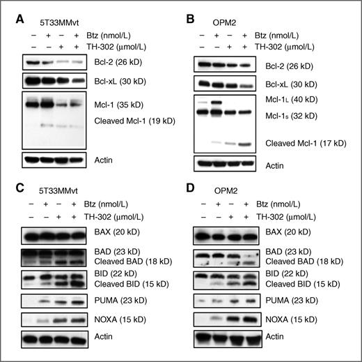 Figure 3. Changes of Bcl-2 family members induced by TH-302 and bortezomib (Btz) under hypoxic conditions by Western blot analysis. A and B, changes of antiapoptotic Bcl-2, Bcl-xL, and Mcl-1 in TH-302- and bortezomib-treated 5T33MMvt (A) and OPM2 (B) cells. Multiple myeloma cells were treated with vehicle, TH-302 (5 μmol/L), bortezomib (5 nmol/L), or combination therapy for 16 hours under hypoxic conditions (1% O2). Whole-cell lysates were immunoblotted with the indicated antibodies. C and D, the effects of TH-302 and bortezomib on the expression of proapoptotic Bcl-2 family members. 5T33MMvt (C) and OPM2 (D) multiple myeloma cells were treated with TH-302 (5 μmol/L), bortezomib (5 nmol/L), or combination therapy for 16 hours under hypoxic conditions (1% O2). Whole-cell lysates were immunoblotted with the indicated antibodies. The results are representative of three independent experiments.