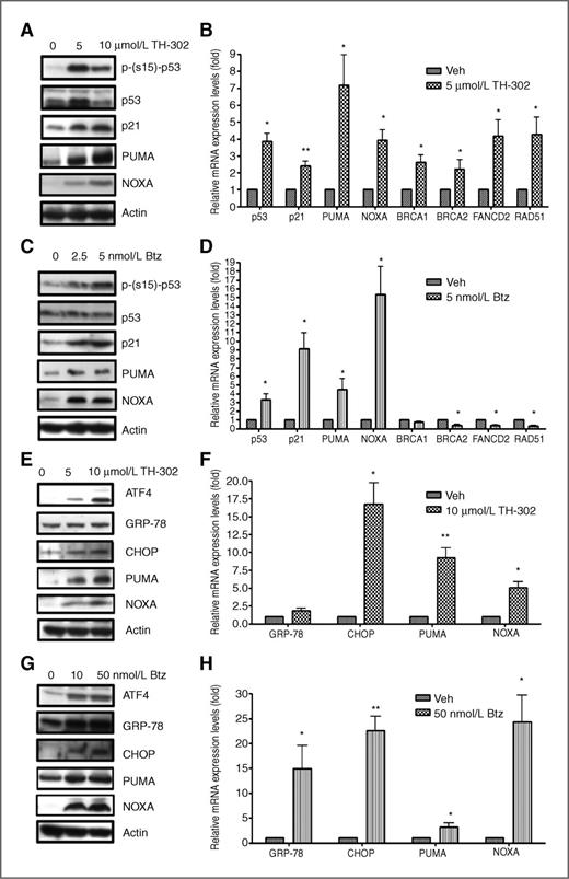 Figure 4. The role of p53 and ER stress in upregulating of proapototic PUMA and NOXA by TH-302 and bortezomib (Btz). A and B, TH-302 upregulates and activates p53 in OPM2 cells. A, OPM2 cells were cultured with indicated doses of TH-302 for 16 hours under hypoxic conditions (1% O2), then harvested and probed with the indicated antibodies by Western blot analysis. B, qRT-PCR analysis of the expression p53 and its target genes in TH-302–treated OPM2 cells. OPM2 cells were cultured with vehicle (Veh) or 5 μmol/L TH-302 for 16 hours in hypoxic condition (1% O2), then harvested for RNA extraction and cDNA synthesis and PCR analysis. For more details see Materials and Methods. C and D, bortezomib activates p53 in OPM2 cells. C, OPM2 cells were cultured with indicated doses of bortezomib for 16 hours in hypoxic condition (1% O2), then harvested and probed with the indicated antibodies by Western blot analysis. D, qRT-PCR analysis of the expression p53 and its target genes in bortezomib-treated OPM2 cells. OPM2 cells were cultured with vehicle or 5 nmol/L bortezozmib for 16 hours in hypoxic condition (1% O2), then harvested for RNA extraction and cDNA synthesis and PCR analysis. E and F, TH-302 activates ER stress signaling in LP1 cells. E, LP1 cells were cultured with vehicle or 5 or 10 μmol/L TH-302 for 16 hours in hypoxic condition (1% O2), then harvested and probed with the indicated antibodies by Western blot analysis. (Continued on the following page.)(Continued.)F, qRT-PCR analysis of the expression of ER stress markers GRP-78 and CHOP and its target genes PUMA and NOXA in TH-302–treated LP1 cells. LP1 cells were cultured with vehicle or 10 μmol/L TH-302 for 16 hours in hypoxic condition (1% O2), then harvested for RNA extraction and cDNA synthesis and PCR analysis. G and H, bortezomib activates ER stress in LP1 cells. G, LP1 cells were cultured with vehicle or 10 or 50 nmol/L bortezomib for 16 hours in hypoxic condition (1% O2), then harvested and probed with the indicated antibodies by Western blot analysis. H, qRT-PCR analysis of the expression of ER stress markers GRP-78 and CHOP and its target genes PUMA and NOXA in bortezomib-treated LP1 cells. LP1 cells were cultured with vehicle or 50 nmol/L bortezomib for 16 hours in hypoxic condition (1% O2), then harvested for RNA extraction and cDNA synthesis and PCR analysis. Data represent the mean ± SD for three separate experiments. *, P < 0.05; **, P < 0.01 versus vehicle-treated samples.