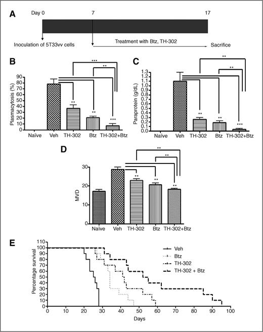 Figure 5. Combination treatment with TH-302 and bortezomib (Btz) in the 5T33MM murine multiple myeloma model. A, a schematic diagram showing the treatment process. B, therapeutic effects on tumor load. Data are expressed as percentage 5T33MM cells of total cell number by determining plasmacytosis on May–Grünwald–Giemsa–stained cytosmears of mononuclear bone marrow cells. C, treatment effects on serum paraprotein. The concentrations of serum paraprotein were determined by serum electrophoresis. D, MVD analysis. The number of microvessels in the femur of the mice were evaluated by staining and counting CD31 on bone marrow sections. E, effects of bortezomib and TH-302 on disease-free survival assessed by a Kaplan–Meier analysis. The treatment started at day 5 after tumor inoculation. Mean ± SD for groups of 10 mice are shown. **, P < 0.01; ***, P < 0.001; Veh, vehicle.