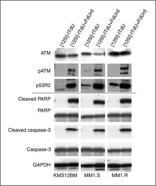 Figure 5. Effects of pretreatment with FdUrd on activation of DNA damage checkpoint response and repair mechanisms and of induction of the intrinsic apoptosis signal pathway. SDS-PAGE/Western blot analysis of ATM, pATM, p53R2, cleavage of PARP and caspase-3 in myeloma stem cells after exposure to FdUrd and 125I-ITdU.