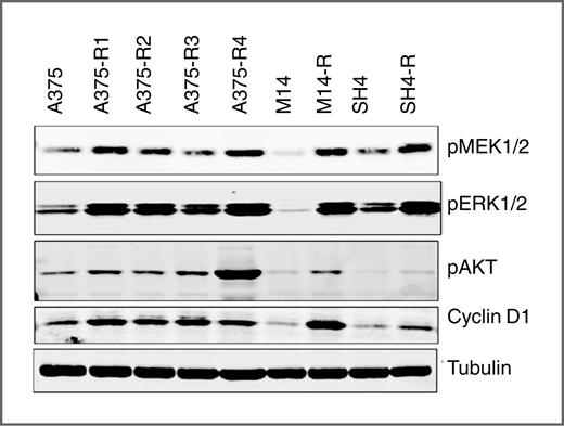 Figure 1. MAPK reactivation and cyclin D1 elevation in vemurafenib-resistant melanoma cell lines.