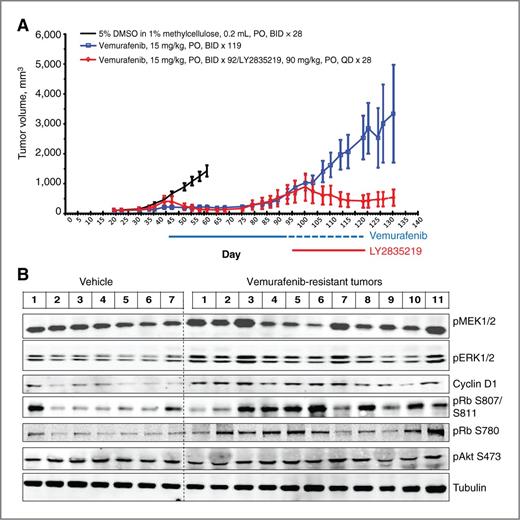 Figure 3. Development of in vivo vemurafenib-resistant A375 xenograft model and activity of CDK4/6 inhibitor LY2835219 in the resistant model. A, efficacy of LY2835219 in an in vivo model of acquired resistance to vemurafenib. Mice bearing subcutaneous A375 tumors were dosed with vehicle or 15 mg/kg vemurafenib twice daily after tumors were established. Dosing was continued until the resistant tumors were evident. Upon emergence of resistant tumors with size 600 to 1,000 mg, mice were randomized and dosed with 90 mg/kg LY2835219 once a day, or continued dosing with 15 mg/kg vemurafenib twice daily. The blue or red line under the x-axis indicates the dosing (Rx) period of vemurafenib or LY2835219, respectively. The y-axis is mean tumor volume ± SEM. B, cyclin D1 elevation in vemurafenib-resistant tumors. Tumor lysates were analyzed by immunoblotting using indicated antibodies.