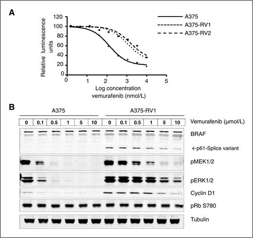 Figure 4. Cell lines derived from vemurafenib-resistant tumors maintain resistance to vemurafenib. A, sensitivity of A375 and tumor-derived resistant A375RV1 and A375RV2 cells to vemurafenib. Cell viability was assessed using CellTiter Glo. B, cyclin D1 elevation and MAPK pathway reactivation in tumor-derived A375RV1 cells in the presence of vemurafenib. Cells were treated with indicated concentrations of vemurafenib for 24 hours. Cell lysates were analyzed by immunoblotting using indicated antibodies.