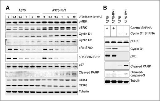 Figure 6. Cyclin D1 and CDK4/6 signaling is required for the survival of vemurafenib-resistant B-RAF V600E melanoma cells. A, cell signaling analysis in A375 and A375RV1 cells treated with CDK4/6 inhibitor LY2835219. Cells were treated with indicated concentrations of LY2835219 for 48 hours. Cell lysates were analyzed by immunoblotting using antibodies indicated. B, cyclin D1 knockdown by shRNA induced apoptosis in vemurafenib-resistant cells. Cells were transduced with lentivirus encoding either control or cyclin D1 shRNA. Cell lysates were collected 72 hours postinfection and analyzed by immunoblotting using indicated antibodies. Cell lysates were collected 72 hours posttransfection and analyzed by immunoblotting using indicated antibodies.