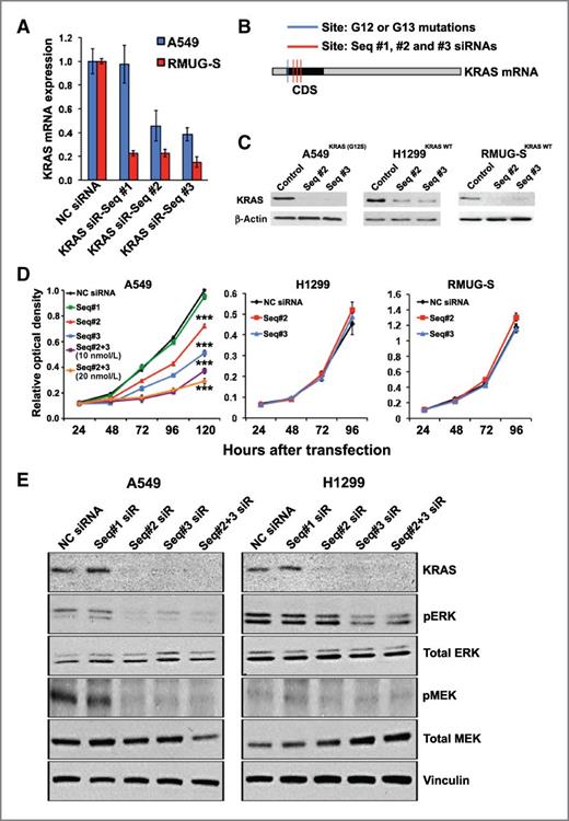 Figure 1. Selection of KRAS siRNA sequences and inhibition of proliferation in a mutant cell line. A, relative knockdown of KRAS mRNA following transfection of KRAS-mutant (A549; G12S) and wild-type (RMUG-S) cell lines using 20 nmol/L siRNA. B, mature mRNA KRAS map demonstrating the binding sites of the selected KRAS siRNA Seq #1, #2, and #3 (red) in relation to the region of G12 and 13 codon mutations. (Note: black designates the coding sequence, CDS). C, Western blots for KRAS (top) and β-actin (bottom) 48 hours following transfection of NC siRNA or KRAS siRNAs Seq #2 and #3. D, MTT viability assays following transfection of KRAS mutant and wild-type cell lines. A549 was transfected with either NC siRNA, KRAS siRNAs Seq #1, #2, #3 or both Seq #2 and #3 (all at 10 nmol/L) or both Seq #2 and #3 (at 20 nmol/L), as indicated. H1299 and RMUG-S cell lines were transfected with 20 nmol/L of siRNA. E, Western blot analyses of A549 and H1299 cell lines 48 hours following transfection with 20 nmol/L of the respective siRNA. ***, P < 0.0001.