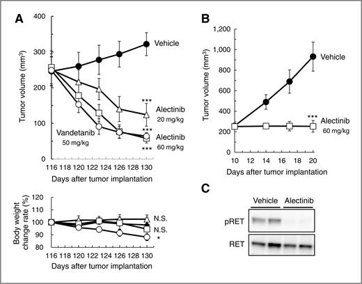 Figure 4. Antitumor activity of alectinib against RET fusion–driven tumors. A, mice bearing LC-2/ad cells were administered alectinib or vandetanib orally at the indicated doses, once daily for 14 days. Tumor volume and changes in body weight were measured for each dose group. Data are shown as mean ± SD (n = 5 per group). Parametric Dunnett test: ***, P < 0.001; *, P < 0.05; N.S., not significant, versus treatment with vehicle of alectinib on the final day of the experiment. B, mice bearing Ba/F3 cells expressing KIF5B-RET were treated with vehicle, 60 mg/kg of alectinib orally once daily for 10 days. Tumor volume was measured for each dose group. Data are shown as mean ± SD (n = 5 per group). Parametric Dunnett' test: ***, P < 0.001, versus vehicle treatment on the final day of the experiment. C, mice bearing Ba/F3 cells expressing KIF5B-RET were orally administered a dose of 0 (vehicle) or 60 mg/kg alectinib, and the tumors were collected and lysed at 4 hours postdosing. The expression levels of phospho-RET and RET were detected by immunoblot analysis using the appropriate antibodies.