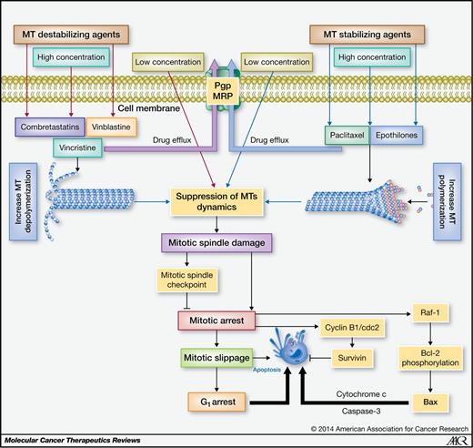 Targeting Microtubules by Natural Agents for Cancer Therapy | Molecular ...