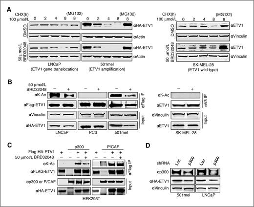 Figure 4. Effects of BRD2048 on ETV1 stability and acetylation. A, LNCaP and 501mel cells expressing Flag-HA-ETV1 and SK-MEL-28 expressing V5-ETV1 were pretreated (16 hours) with BRD32048 (50 μmol/L) and subjected to a cycloheximide (100 μmol/L) time course. ETV1 levels were evaluated at the indicated time points by immunoblotting. The proteasome inhibitor MG132 (10 μmol/L) was used as a control. Actin and Vinculin were blotted for loading control. B, LNCaP, PC3, and 501mel cells expressing FLAG-HA-ETV1 or SK-MEL-28 expressing V5-ETV1 were pretreated (16 hours) with 50 μmol/L of BRD32048. ETV1 immunoprecipitations were performed, and the resulting protein was probed with an antibody recognizing acetylated lysine (αK-Ac). Vinculin was probed as loading control. C, HEK293T cells coexpressing Flag-HA-ETV1 and either p300 or P/CAF were pretreated (16 hours) with 50 μmol/L of BRD32048. Precipitated ETV1 was probed with anti-lysine-acetyl antibody. D, LNCaP and 501mel cells were infected with lentivirus expressing a p300 or luciferase shRNA (72 hours). Thereafter, the cells were transfected with Flag-HA-ETV1. After 48 hours, immunoblots were performed using antibodies directed against p300, HA-tag, or vinculin (control).