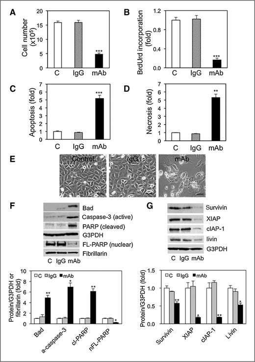 Figure 3. Administration of anti-sEcad mAb effectively inhibits proliferation and promotes SCC cell death by activating cell death pathways and downregulating IAPs. A, PAM212 cells were treated with or without 400 μg/mL of IgG or anti-sEcad mAb. Forty-eight hours later, cells were harvested and viable cells counted and analyzed using a hemocytometer (n = 3). B, cell proliferation in PAM212 cells 48 hours after treatment with or without 400 μg/mL of IgG or mAb, as assessed by the BrdUrd ELISA colorimetric assay (n = 8). Apoptosis (C) and necrosis-specific (D) ELISA of PAM212 cells cultured in the presence or absence of 400 μg/mL of IgG or mAb for 48 hours (n = 3). E, phase contrast photomicrographs of PAM212 cells in the presence or absence of anti-sEcad mAb or IgG isotype control. Scale bars, 10 μm (n = 3). Western blot images and densitometry analyses of the indicated apoptosis-related (F) and prosurvival (G) proteins in treated cells. G3PDH and fibrillarin were used as loading controls in total lysates and nuclear fractions, respectively. Data are presented as mean ± SEM. *, P < 0.05; **, P < 0.01; ***, P < 0.001 vs. C or IgG from triplicate cultures (n = 2 to 3).