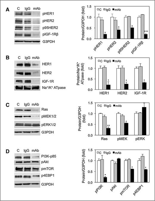 Figure 4. Targeted inhibition of sEcad downregulates multiple RTKs and downstream MAPK-PI3K signaling. Immunoblot and densitometry analysis of (A) phosphorylated levels of HER1, HER2, p95HER2, and IGF-1Rβ in cell total lysates, (B) total levels of HER1, HER2, and IGF-1R in membrane fractions, (C) MAPK, and (D) phospho-PI3K/Akt/mTOR and 4EBP1 in PAM212 cells treated with control, IgG, or anti-sEcad mAb (400 μg/mL) for 48 hours. G3PDH and Na+/K+ATpase were used as a loading control in total lysates and membrane fractions, respectively. Data are presented as mean ± SEM. *, P < 0.05; **, P < 0.01; ***, P < 0.001 vs. C or IgG. n = 2 to 3.