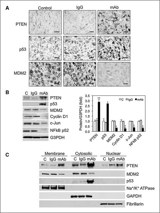 Figure 5. Anti-sEcad mAb enhances PTEN and p53 while inhibiting MDM2 in vivo and in vitro. A, treatment of SCID mice with 10 mg/kg of anti-sEcad mAb results in a significant increase in PTEN and p53 immunostaining and downregulation of MDM2 immunolevels in skin SCC neoplastic tumors in vivo. Scale bars, 10 μm. B, immunoblot and densitometry analysis of PTEN, p53, MDM2 cyclin D1, c-Jun, and NFkB levels in total lysates of PAM212 cells treated with control, IgG, or anti-sEcad mAb for 48 hours. C, PAM212 cells were treated with 400 μg/mL of IgG or anti-sEcad mAb for 48 hours and membrane, cytosol, and nuclear fractions were subjected to immunoblotting with the indicated proteins. Na+/K+ATpase, G3PDH, and fibrillarin served as corresponding fractionation loading controls. Data are presented as mean ± SEM. *, P < 0.05; **, P < 0.01 vs. C or IgG. n = 2 to 3.