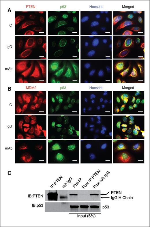Figure 6. Anti-sEcad mAb promotes PTEN-p53 nuclear and cytosolic colocalization but restricts MDM2 in cytosol. A, PAM212 cells were treated with IgG or mAb for 16 hours and immunostained with PTEN (red) and p53 (green). Arrows, merged images (yellow) demonstrating colocalization of PTEN and p53 in anti-sEcad mAb-treated cells. B, immunofluorescence showing localization of MDM2 (red) in the cytosol and p53 in the nucleus of anti-sEcad mAb-treated cells. Hoescht was used to counterstain nuclei. C, coimmunoprecipitation of PTEN and p53. Cytosolic fractions of PAM212 cells treated with mAb were immunoprecipitated with PTEN antibody or rabbit IgG. Immunocomplexes were probed with PTEN or p53-specific antibodies. Pre-IP (input, 6% of the total amount of protein used for IP) and post-IP lysates were also included to demonstrate the success of the IP PTEN and the location of p53.