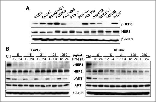 Figure 1. A, total and activated HER3 expression in HNSCC cell lines. Western blot analysis was used to determine the expression of HER3 and pHER3 expression in 12 HNSCC cell lines. B, MM-121 alone inhibits HER3 and AKT activation in vitro. HNSCC cell lines SCC47 and Tu212 were treated with escalating doses of MM-121 as indicated for 12 and 24 hours. Cell lysates were immunoblotted to detect pHER3 (Tyr1289), pAKT (Ser473), total HER3, and AKT. Experiments were repeated three times.