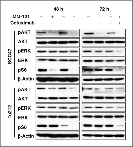Figure 2. The cetuximab and MM-121 (CM) combination simultaneously inhibits PI3K/AKT and ERK signaling pathways. SCC47 and Tu212 cells were treated with 125 μg/mL MM-121, 62 μg/mL cetuximab, and the combination for 48 and 72 hours. Cell lysates were collected and immunoblotted as indicated.