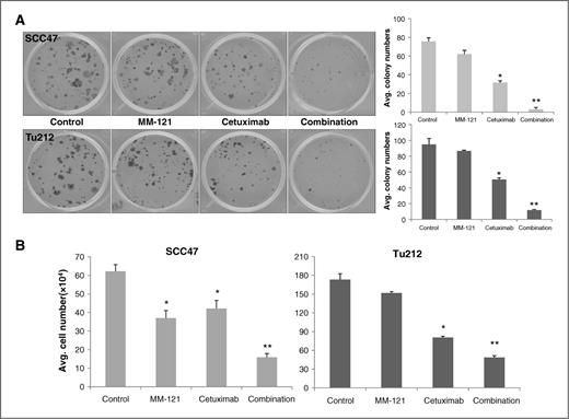 Figure 3. The CM combination inhibits HNSCC cell growth in vitro. A, for colony formation assay, SCC47 and Tu212 cells at 200 per well were treated with 20 μg/mL MM-121, 2 μg/mL cetuximab, or the combination for 9 days. The medium was changed every 3 days before cells were stained with 0.2% crystal violet. Cell numbers ≥50 were considered as a colony. ImageJ software was used for colony counting. B, cells (2.5 × 105/well) were cultured for overnight and treated with MM-121 125 μg/mL, cetuximab 62 μg/mL, or the combination for 72 hours and then trypsinized and counted. Error bars, mean ± SE from three independent experiments; *, P < 0.05 versus control; **, P < 0.05 versus all other groups.
