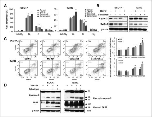 Figure 4. The CM combination induces cell-cycle arrest and apoptosis in vitro. A, for cell-cycle analysis, cells (2.5 × 105/well) were treated with 125 μg/mL MM-121, 62 μg/mL cetuximab, and the combination for 72 hours and then analyzed by flow cytometric analysis. The percentage of cells in the G0–G1, S, and G2–M-phases of the cell cycle are shown. B, cell lysate in A was collected and immunoblotted for cell-cycle–related cyclinD1 and cyclinE. C, for apoptosis assay, cells were treated for 72 and 96 hours with the same doses of drugs as cell-cycle assay and then analyzed by flow cytometry. D, cell lysates from the same treatment as apoptosis assay were collected and immunoblotted for caspase-3 and PARP. Data, mean ± SE from three independent experiments; *, P < 0.05; **, P < 0.01 versus control.