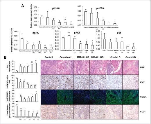Figure 6. Effect of the CM combination on HER3 and EGFR signaling and tumor proliferation, apoptosis, and angiogenesis in vivo. A, the CM combination inhibited HER3 and EGFR signaling in vivo. Fresh tumor tissues were collected and stored at −80°C. Three representative tissue lysates from each group were prepared for Western blot analysis. ImageJ software was used for Western blot quantification. Data, mean ± SD from three tissue samples. B, the CM combination significantly increased necrosis, inhibited proliferation and angiogenesis, and induced apoptosis in vivo. Data show the representative tumors with H&E staining, Ki67, TUNEL, and CD34 staining (magnification, ×200). Tissue slides were observed by at least two independent personnel. The percentage of necrotic areas, the percentage of positive Ki67 and TUNEL staining, and CD34-positive signals were counted from five randomly selected areas in each slide at ×100 magnification. For TUNEL assay, green fluorescence indicates positive cells. Error bars, mean ± SE of 7 mice from each group; *, P < 0.05; **, P < 0.01 versus control).