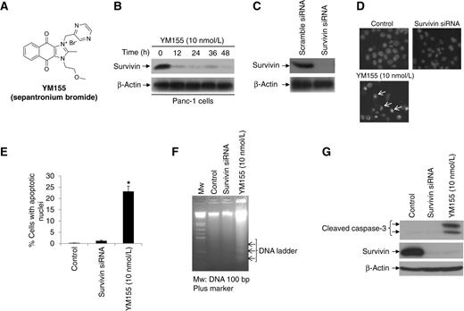 Figure 1. Survivin downregulation is not sufficient to trigger apoptosis. A, chemical structure of YM155. B, Panc-1 cells were treated with YM155 and cell lysates were prepared for Western blotting to detect survivin. β-Actin was assessed as the control for equal loading of protein. C, Panc-1 cells were transfected with either survivin-specific siRNA or scramble-siRNA as negative control. Forty-eight hours after transfection, cell lysates were prepared for Western blotting to examine survivin. β-Actin was assessed as the control for equal loading of protein. D, Panc-1 cells were initially transfected with survivin-specific siRNA. Forty-eight hours after transfection, cells were either treated with YM155 (10 nmol/L) for an additional 24 hours or not, control cells had neither YM155 treatment nor transfection with siRNA. Apoptosis was assessed by Hoechst 33258 staining (cells exemplifying apoptotic nuclei are demarcated by white arrows). E, Panc-1 cells were treated as in C, and the ratio of apoptotic cells was assessed by counting the number of cells with apoptotic nuclei. Each experiment was conducted in triplicate and repeated twice independently (*, P < 0.05). F, Panc-1 cells were treated as in C. Apoptosis was assessed by a DNA ladder assay. G, Panc-1 cells were treated as in C and cell lysates were prepared for Western blotting to detect survivin and cleaved caspase-3. β-Actin was assessed as the control for equal loading of protein.