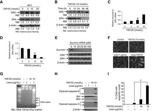 Figure 2. YM155 induces death receptor 5 upregulation. A, Panc-1 cells were treated with YM155 for 48 hours and cell lysates were prepared for Western blotting to detect DR4 and DR5. β-Actin was assessed as the control for equal loading of protein. Band density was qualified by ImageJ software. B, Panc-1 cells treated with YM155 and cell lysates were prepared for Western blotting to detect DR4 and DR5 expression. β-Actin was used for equal total protein amounts loading control. Band density was qualified by ImageJ software. C, Panc-1 cells treated with YM155 for 48 hours were harvested and total mRNA was extracted. Reverse transcription PCR and quantitative real-time PCR were performed to examine DR5 mRNA levels with specific primers. Statistical analysis was performed to show the effects of YM155 on DR5 mRNA levels. Each experiment was conducted in triplicate and repeated twice independently (#, P < 0.05). D, Panc-1 cells were treated and DR4 mRNA levels were examined as in C (*, P < 0.05). E, Panc-1 cells were transfected with survivin-specific siRNA. Forty-eight hours after transfection, cell lysates were prepared for Western blotting to detect survivin, DR4, and DR5 expression. β-Actin was used for an equal protein loading control. F, cells were treated with DMSO (control), YM155 (10 nmol/L), lexatumumab (Lexa; 1 μg/mL), or pretreated with YM155 (10 nmol/L) for 1 hour followed by lexatumumab (1 μg/mL) for 12 hours. Apoptosis was measured by Hoechst 33258 staining (representative apoptotic cells are demarcated by open arrows). G, cells were treated as in F and apoptosis was tested by a DNA ladder assay. H, cells were treated as in F and apoptosis was measured by Western blotting to detect caspase-8, Bid, and caspase-3 activation. I, cells were treated as in F and apoptosis was measured. Statistical analysis was performed to determine the ratio of apoptotic cells by counting the number of apoptotic cells with condensed nuclei. Each experiment was conducted in triplicate and repeated twice independently (*, P < 0.05).