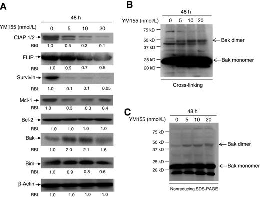 Figure 3. Altered expression of apoptotic proteins and oligomerization of Bak proteins. A, Panc-1 cells were treated with YM155 for 48 hours. Cell lysates were prepared for Western blotting to detect CIAP1/2, FLIP, survivin, Bcl-2, Mcl-1, Bak, and Bim expression. β-Actin was used for an equal loading of protein. Band density was qualified by ImageJ software. Representative bands are shown and every experiment was repeated three times. B, cells were treated with YM155 (10 nmol/L) or untreated for 48 hours. Proteins were then cross-linked using DSS as described in Materials and Methods. Bak protein was detected by Western blotting. A 26–28 kDa band represents Bak monomers, and bands at 52–56 kDa detected represent Bak homodimers. C, Panc-1 cells were treated with YM155 for 48 hours. Cell lysates were prepared for nonreducing SDS-PAGE. Bak protein was detected by Western blotting. A 26–28 kDa band represents Bak monomers, and bands at 52–56 kDa detected represent Bak homodimers.