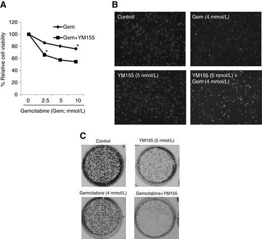 Figure 4. YM155 enhances gemcitabine-induced apoptosis in Panc-1 cells. A, cells grown in 96-well plate were treated with gemcitabine (4 mmol/L) alone or in the presence or absence of YM155 (5 nmol/L) for 24 hours. Relative cell viability was measured via MTS assay (*, P < 0.05). B, cells were treated as in A, and apoptosis was assessed by Hoechst 33258 staining. C, Panc-1 cells grown in 6-well plate were either untreated (control) or treated with either: YM155 (5 nmol/L), gemcitabine (4 mmol/L), or a combination of YM155 (5 nmol/L) with gemcitabine (4 mmol/L) for 48 hours. Cells were rinsed after treatment with fresh culture medium 3 times and the cells were then cultured for another 2 weeks. Cell colony formation assays were performed with crystal violet staining.