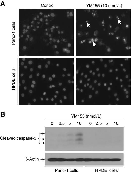 Figure 5. YM155 has no apparent apoptotic cytotoxicity to normal pancreatic cells. A, HPDE cells grown in 48-well plates were treated with YM155 (10 nmol/L) for 48 hours. Panc-1 cells treated under the same conditions were used as a positive control. Apoptosis was measured by Hoechst 33258 staining. B, HPDE cells and Panc-1 cells (a positive control) grown in 6-well plates were treated with YM155 for 48 hours. Cell lysates were prepared for Western blotting to show caspase-3 activation. β-Actin was assessed as a control for equal protein loading.