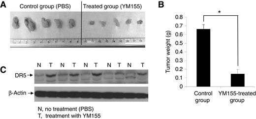 Figure 6. YM155 induces tumor growth inhibition in vivo. A, BALB/c SCID mice were inoculated subcutaneously with 5 × 106 Panc-1 cells. The mice were treated with 10 mg/kg body weight of YM155 via tail vein injection until day 14. At the end point of the experiment, mice were euthanized and tumors were excised. Pictures of excised tumors from xenograft mice show larger tumors from untreated (control) mice and smaller tumors from YM155-treated mice. B, the mass of tumors from the control group and the YM155-treated group were compared. Statistical analysis was performed to show inhibitory effects of YM155 on the mass of implanted tumors (*, P < 0.05). C, xenograft pancreatic tumors from untreated groups and YM155-treated groups were collected and lysates were prepared. Western blotting was performed to detect DR5 expression. β-Actin was assessed as an equal protein loading control. The five pairs of tissues tested were randomly selected sample pairs, from untreated or YM155-treated tumor mice.
