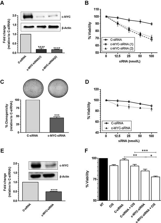 Figure 2. siRNA-based silencing of c-MYC. Two different siRNAs targeting exon 2 and exon 3 of the human c-MYC sequence (NM_002467) were used. A, A2780CP20 cells (2 × 105) were transfected with 200 nmol/L c-MYC-siRNA. Total protein was isolated from siRNA-transfected cells for Western blot analysis as described in Materials and Methods. Densitometric analysis of the intensities of the bands was calculated relative to the C-siRNA. Averages ± SEM are shown (****, P < 0.0001). B, A2780CP20 cells (2 × 103) were seeded into 96-well plates and 24 hours later cells were transfected with a serial dilution of C-siRNA or c-MYC–targeted siRNAs. Cell viability was calculated 72 hours after transfection as described in Materials and Methods. Percentages were obtained after blank OD subtraction, taking the untreated cells values as a normalization control. Averages ± SEM are shown. C, A2780CP20 cells (6 × 104) were seeded into 6-well plates and 24 hours later 100 nmol/L c-MYC-siRNA (2) or 100 nmol/L C-siRNA was added to the cells. Eight hours after transfection, 1,000 cells were seeded into 10-cm Petri dishes. Seven days later, cells were stained and colonies of at least 50 cells were scored under a light microscope. The percentage of clonogenicity was calculated relative to C-siRNA. Averages ± SEM are shown for three independent experiments (***, P < 0.001). D, A2780 cells (3 × 103) were seeded into 96-well plates and 24 hours later cells were transfected with a serial dilution of C-siRNA or c-MYC-siRNA (2). Cell viability was calculated as described in B. Averages ± SEM are shown. E, A2780CP20 cells (2 × 105) were transfected with 50 nmol/L c-MYC-siRNA (2). Total protein was isolated from siRNA-transfected cells for Western blot analysis as described in Materials and Methods. Densitometric analysis of the intensities of the bands was calculated relative to the C-siRNA. Averages ± SEM are shown (****, P < 0.0001). F, A2780CP20 cells (2 × 103) were seeded into 96-well plates and 24 hours later cells were transfected with 50 nmol/L C-siRNA or 50 nmol/L c-MYC-siRNA (2). The next day, the media was replaced by cisplatin (CIS; 2 μmol/L final concentration) containing RPMI1640 media. Cell viability was calculated 72 hours after CIS treatment (96 hours after transfection) as previously described. Averages ± SEM are shown (*, P < 0.05; **, P < 0.01; ***, P < 0.001).