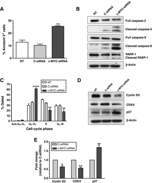 Figure 3. Apoptosis and cell-cycle progression following c-MYC silencing. Assessment of cell-cycle progression and apoptosis was performed by flow cytometry after siRNA-based c-MYC silencing in cisplatin-resistant cells. A, A2780CP20 cells (6 × 104) were seeded into 6-well plates and 24 hours later 200 nmol/L of C-siRNA or 200 nmol/L of c-MYC-siRNA (2) was added to the cells. Seventy-two hours after transfection, apoptosis was measured with the FITC apoptosis detection kit as described in Materials and Methods. Averages ± SEM are shown for two independent experiments (**, P < 0.01). B, A2780CP20 cells (2 × 105) were seeded into 10-cm Petri dishes and transfected as described in A. Western blot analysis was performed 72 hours after transfection for detection of apoptotic-related proteins as described in Materials and Methods. C, A2780CP20 cells (6 × 104) were transfected as described in A. Forty-eight hours after siRNA transfection, A2780CP20 cells were fixed and cell-cycle progression was assessed using PI and the FCS Express software. Averages ± SEM are shown for three independent experiments (**, P < 0.01; ****, P < 0.0001). D, A2780CP20 cells (2 × 105) were transfected as described in B. Western blot analysis was performed 48 hours after transfection for detection of cell-cycle–related proteins. E, densitometric analysis of the band intensities shown in D are expressed relative to C-siRNA–treated cells. Averages ± SEM are shown for three independent experiments (*, P < 0.05; **, P < 0.01).