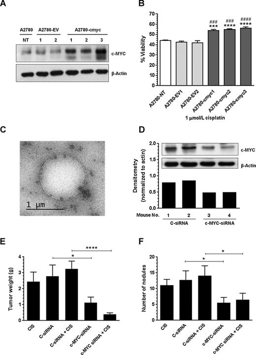 Figure 4. In vitro effects of c-MYC overexpression and in vivo therapeutic efficacy of liposomal c-MYC-siRNA. A2780 cells (9 × 104) were stably transfected with an empty vector (EV) or with a c-MYC–containing vector as described in Materials and Methods. A, Western blot analysis was performed as previously described. Compared with untrasfected cells or with empty vector clones, the c-MYC–overexpressing clones showed higher c-MYC protein levels. B, stable transfected A2780 cells were exposed to CIS (1 μmol/L final concentration) containing RPMI1640 media. Cell viability was calculated as described in Materials and Methods. Averages ± SEM are shown relative to A2780-EV1 (***, P < 0.001; ****, P < 0.0001) or to A2780-EV2 (###, P < 0.001; ####, P < 0.0001). Lyophilized liposomal-siRNAs were reconstituted in Ca2+ and Mg2+-free PBS. C, cryo-EM shows that the majority of the particles are small unilamellar vesicles in the 100 to 150 nm range. The hole in the image is a fenestration in the carbon support, which measures 1.2 μm in diameter. Nude mice were injected intraperitoneally with A2780CP20 cells and randomly allocated in the groups described in Materials and Methods. D, Western blot analysis shows that c-MYC-siRNA-DOPC-PEG treatment reduced c-MYC protein levels in vivo. Therapy began 1 week after tumor cell inoculation. E, mean tumor weight and number of nodules was recorded after 4 weeks (F). Averages ± SEM are shown (*, P < 0.05; ****, P < 0.0001).