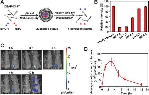 Figure 2. Construction and imaging of the DEAP–C16Y nanoprobe. A, schematic design of the DEAP–C16Y nanoprobe. B, relative fluorescence intensity of the DEAP–C16Y nanoprobe at different pHs in PBS. The intensity at each pH was normalized to that of the TRITC and BHQ-1 mixture in PBS (pH = 6.5). C, in vivo imaging of DEAP–C16Y nanoprobes that were i.v. injected to tumor-bearing mice at different time intervals (right). Mice injected with PBS were used as the background control (left). D, quantification of the photon counts in tumors based on four replicates.