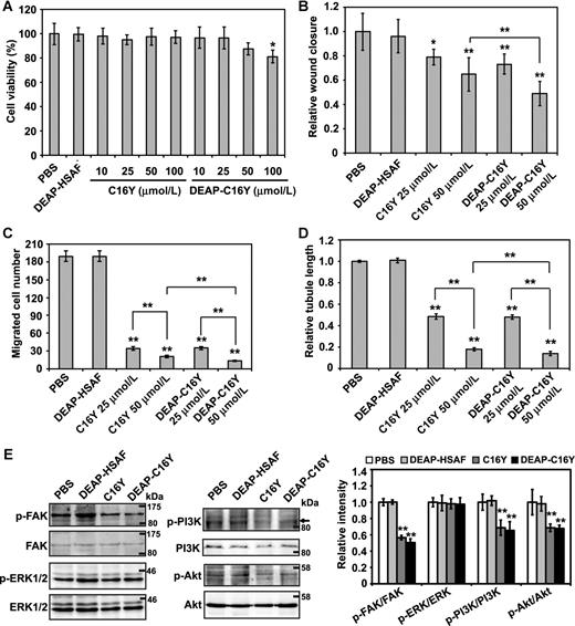 Figure 3. Effects of DEAP–C16Y on vascular endothelial cells. A, viability of HUVECs treated by peptides at different concentrations for 24 hours. B, motility of HUVECs treated by peptides for 18 hours in a scratch migration assay. Relative wound closure width was calculated by normalizing mean wound closure width in each treatment to that in the PBS group. C, migration of HUVECs treated by peptides in a Transwell migration assay. Number of migrated cells in each group was quantified. D, tubule formation of HUVECs treated by C16Y or DEAP–C16Y. Total network length in each treatment group was quantified. E, Western blot analysis of integrin downstream molecules. Serum-starved HUVECs were pretreated with C16Y or DEAP–C16Y (50 μmol/L) for 30 minutes, and stimulated by 5% FBS for 30 minutes. The intensity of the bands on the Western blot analysis was analyzed by ImageJ, and the intensity ratio of each phosphorylated band to total protein band was calculated and quantified on the basis of three replicates (right). For above experiments, cells treated with PBS or DEAP–HSAF (50 μmol/L) served as negative controls; *, P < 0.05; **, P < 0.01 compared with the PBS group.