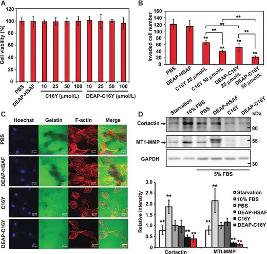 Figure 4. Effects of DEAP–C16Y on tumor cells. A, viability of MDA-MB-231 cells treated with peptides for 24 hours. B, invasiveness of MDA-MB-231 cells treated by peptides. Migrated cells were quantified in each treatment group. C, gelatin degradation of MDA-MB-231 cells. MDA-MB-231 cells were seeded onto coverslips coated with FITC-gelatin (green) and incubated with peptides (50 μmol/L) in DMEM/5% FBS for 12 hours. Cells were immunostained by TRITC-conjugated phallodin for F-actin (red) and Hoechst 33342 for nucleus (blue); scale bars, 20 μm. D, Western blot analysis of invadopodia-related proteins. Serum-starved MDA-MB-231 cells were pretreated with peptides (50 μmol/L) for 30 minutes, stimulated by 5% FBS for 12 hours, and immunoblotted with indicated antibodies. Serum-starved cells and cells cultured in 10% FBS served as controls. The intensity of each band was analyzed by ImageJ, and intensity ratio of cortactin or MT1-MMP band to GAPDH band in each treatment was calculated, normalized to that in the PBS group, and quantified on the basis of three replicates; **, P < 0.01 compared with the PBS group.