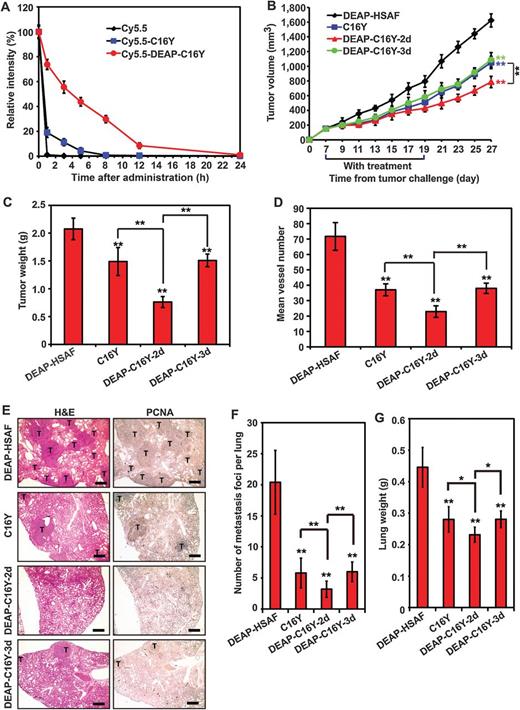 Figure 5. Antitumor effects of DEAP–C16Y nanostructures in vivo. A, blood clearance rate of DEAP–C16Y nanostructures. Cy5.5 molecules were conjugated to equal amounts of C16Y or DEAP–C16Y in PBS (pH 7.4). Cy5.5–DEAP–C16Y nanostructures were obtained by incubation at room temperature for 3 hours and dialysis for removal of free Cy5.5 molecules. BALB/c mice were i.v. injected with Cy5.5, Cy5.5–C16Y, or Cy5.5–DEAP–C16Y nanostructures. At 0, 1, 3, 5, 8, 12, and 24 hours, blood samples were collected and their fluorescence intensity was examined by in vivo imaging system. The fluorescence intensity at each time point was normalized to that at 0 hours. Three replicates were performed for quantification. B, growth curves of 4T1 tumors. Mice bearing 4T1 tumors were treated with DEAP–HSAF nanostructures, C16Y or DEAP–C16Y nanostructures for indicated period. Tumor volume was calculated every other day. C, weight of 4T1 tumors on day 27 when mice were sacrificed. D, quantification of microvessel density in 4T1 tumors analyzed by immunohistochemical staining of CD31. E, staining of lung sections from above 4T1-bearing mice by H&E or PCNA. T indicates metastatic foci with high density of positively stained nuclei and PCNA; scale bars, 200 μm. Number of metastasis foci per lung was quantified in F. And lung weight was quantified in G; *, P < 0.05; **, P < 0.01 compared with the DEAP–HSAF group.