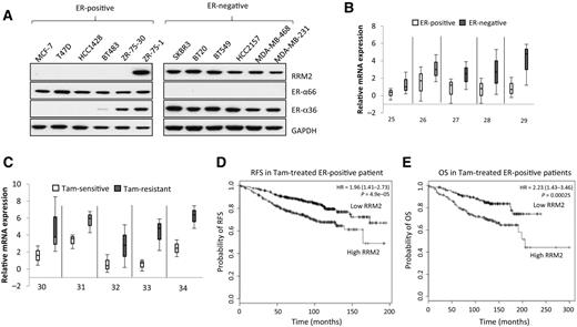 Figure 1. RRM2 inversely correlates with ERα66 expression. A, Western blot analysis of RRM2 and ER levels in ER-positive and ER-negative cells. B, meta-analysis demonstrates higher RRM2 expression in ER-negative (dark box) than in ER-positive patients with cancer (white box). C, tamoxifen-resistant patients (dark box) have higher RRM2 than tamoxifen-sensitive patients (white box). Fold change and P values are given in Supplementary Table S1. KMplots demonstrate overexpression of RRM2 is predictive of (D) lower RFS (P = 4.9e-5) and (E) lower OS (P = 0.00025) in tamoxifen-treated ER-positive patients.