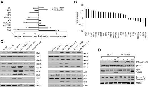 Figure 2. RRM2 overexpression modulates NF-κB activity and gene transcription. A, reporter array shows that NF-κB (P < 0.006) and HIF1α (P < 0.02) are increased upon RRM2 overexpression in MCF-7/R2.1 cells, whereas NF-κB (P < 0.0007), HIF1α (P < 0.01), and MAPK/c-Jun NH2 terminal kinase (P < 0.03) are decreased upon didox treatment in MCF-7/R2.1 cells. *, P < 0.03. B, fold change as measured by a PCR array is shown as significantly repressed (negative) or induced (positive) in MCF-7/R2.1 as compared with VC cells. Key cellular (C) and DNA damage and apoptotic proteins (D) are altered upon RRM2 overexpression and treatment.