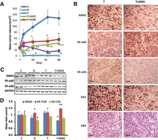 Figure 5. RRM2 inhibition reverses tamoxifen-induced tumor growth and in vivo ER alterations. A, mice bearing MCF-7/R2.1 xenografts were treated with tamoxifen (T), tamoxifen and didox 200 mg/kg/d (T + D200), tamoxifen and didox 425 mg/kg/d (T + D425), vehicle (C), or didox 425 mg/kg/d (D); n = 6–15. Didox treatment was initiated at day 7 after cell injection when RRM2-overexpressing MCF-7 xenografts reach maximum tumor volumes (30 mm3) in the absence of tamoxifen. Mean tumor volume ± SEM is shown. **, P < 0.003 (vs. T); *, P < 0.04 (vs. T); and , P < 03 (vs. C). RRM2 and ERα levels were analyzed by (B) immunohistochemistry (original magnification, ×200; bar, 10 μm) and (C) Western blotting. D, protein expression from independent tumor samples is shown as the mean fold control ± SD (n = 3; **, P < 0.003; *, P < 0.05; , P < 0.07, vs. C). Representative data are shown from 3 independent experiments.