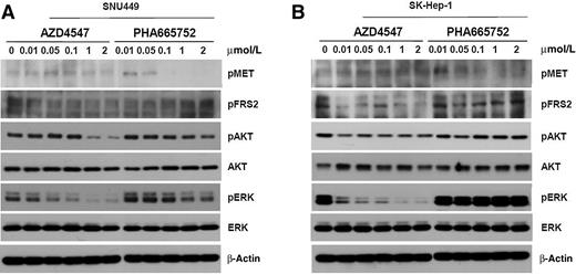 Figure 2. Differential inhibition of downstream signaling molecules of HCC cell lines treated with MET or the pan-FGFR inhibitor. SNU449 (A) and SK-HEP-1 (B) cells were treated with MET or the pan-FGFR inhibitor at the indicated concentrations for 48 hours. Cell lysates were analyzed by Western blotting using antibodies against phospho-MET, MET, phospho-FRS2, phospho-AKT, AKT, phospho-ERK, and ERK. β-Actin was used as a loading control.