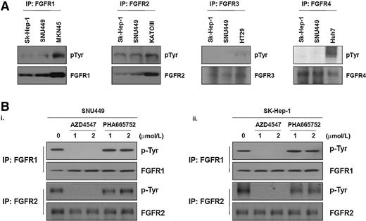Figure 3. Phosphorylation of FGFR1 and FGFR2 mediates the resistance of the MET inhibitor in human HCC cells. A, SNU449 and SK-HEP-1 cells were harvested and immunoprecipitated with antibodies against FGFR1, FGFR2, FGFR3, and FGFR4. The immunoprecipitates were subjected to Western blot analysis using a phospho-tyrosine antibody. The MKN45, KatoIII, HT29, and Huh7 cell lines were used as positive controls for each antibody. B, SNU449 (i) and SK-HEP-1 (ii) cells were treated with MET or pan-FGFR inhibitor and immunoprecipitated with antibodies directed against FGFR1 or FGFR2. The immunoprecipitates were subjected to Western blot analysis using a phospho-tyrosine antibody.