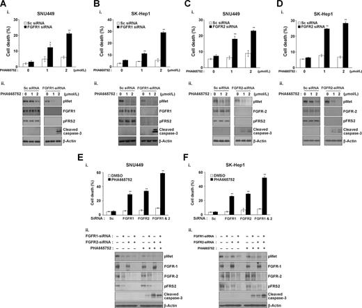 Figure 4. Silencing of FGFR1 or FGFR2 overcomes resistance to MET inhibitor. SNU449 (A) and SK-HEP-1 (B) cells were transfected with siRNA directed against FGFR1 or scrambled. siRNA (sc) for 48 hours. The transfected cells were treated with the indicated concentrations of PHA665752. Cell death was evaluated using the trypan blue dye exclusion assay. Cells were harvested and analyzed by Western blotting using antibodies directed against phospho-MET, phospho-FRS2, and cleaved caspase-3; β-actin was used as loading control. SNU449 (C) and SK-HEP-1 (D) cells were transfected with scrambled siRNA or FGFR2-specific siRNA for 24 hours, and then treated with PHA665752 at the indicated concentrations for an additional 48 hours. Cell death was determined using the trypan blue dye exclusion assay. Cells were harvested, and immunoblot analyses were performed to determine the expression of phospho-MET, phospho-FRS2, and cleaved caspase-3; β-actin was used as loading control. Error bars indicate the SD of three individual experiments; *, P < 0.05; **, P < 0.01. SNU449 (E) and SK-Hep1 (F) cells were transfected with FGFR1 siRNA and/or FGFR2 siRNA for 24 hours and treated with the specific MET inhibitor PHA665752 (2 μmol/L) for 48 hours. Cell death was determined using the trypan blue dye exclusion method. Cell lysates were prepared for Western blot analysis using antibodies directed against FGFR1 and FGFR2, phospho-FRS2, and cleaved caspase-3; β-actin was used as loading control. Graph, mean ± SD; **, P < 0.01.