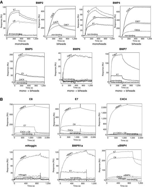 Figure 3. Kinetic analysis for BMP binding. A, binding of VHHs to the different BMPs was tested in a direct SPR assay. The graphs show two replicate ligand injections at just one concentration of ligand (0.4 μg/mL for BMP2 and BMP4 and 2.0 μg/mL for BMP5, BMP6, and BMP7). For clarity, just one replication is shown. B, “epitope binning” of VHH-coated chip plates. BMP4 (1.0 μg/mL) was injected on the chip followed by the injection of a second VHH (2.0 μg/mL) or the corresponding controls.