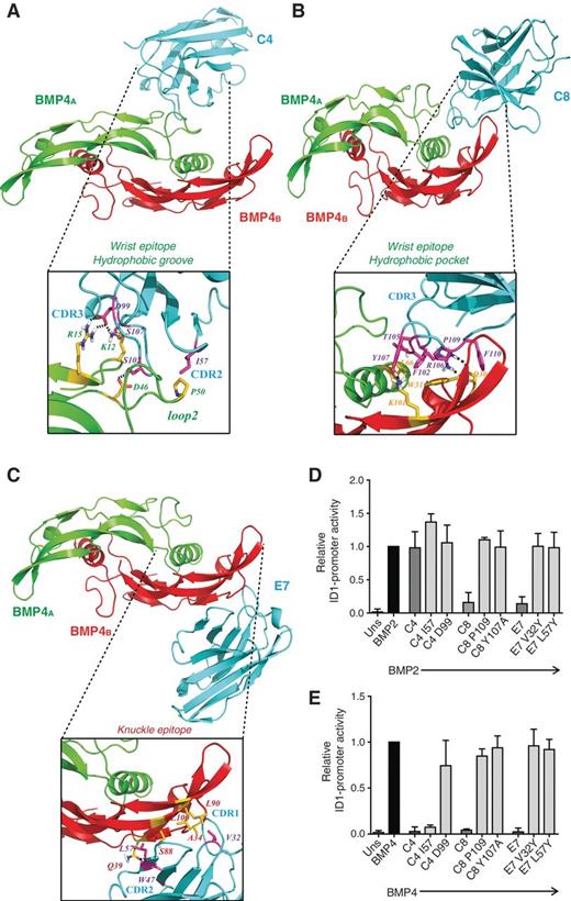 Figure 4. HADDOCK docking of the VHHs to BMP4 binding. Ribbon diagrams of the docking of C4 (A), C8 (B), and E7 (C) binding to BMP4. Hydrogen bonds and salt bridges are represented as dashed lines. The enlarged ribbon diagrams show the residues constituting the molecular interfaces. Residues corresponding to the VHH paratope are represented as magenta sticks. Residues forming the BMP4 epitope are represented as yellow sticks and labeled in green (A), orange (B), or red (C). Function of the generated mutant variants in inhibiting ID1 promoter activity in C2C12 cells after stimulation with BMP2 (50 ng/mL; D) or BMP4 (5 ng/mL; E) for 16 hours. Uns, unstimulated C2C12 cells. Values calculated from 3 independent experiments, with experimental triplicates each.