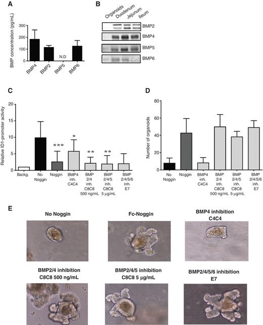 Figure 5. VHH biheads inhibit endogenous BMP function. A, ELISA determinations of BMP secretion in mouse intestinal organoids cultured in the absence of Noggin for 3 days. BMP5 levels were not detected (N.D). B, Western blot analysis of lysates of mouse intestinal organoids grown under No Noggin conditions for 3 days. Lysates from mouse duodenum, jejunum, and ileum were used as positive controls. C, BMP activity of conditioned media of organoids cultured at the indicated conditions for 3 days. Error bars, SDs of the mean as compared with No Noggin (black bar). Data collected from at least 5 experiments with experimental triplicates each. ***, P ≤ 0.0001; **, P ≤ 0.01; *, P ≤ 0.1. Statistical analysis was done using a two-tailed P test. D, number of organoids formed in cultures of mouse intestinal organoids grown for 5 days at the indicated conditions. E, representative bright-field images of mouse intestinal organoids grown under the indicated conditions for 5 days.