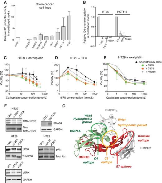 Figure 6. Anti-BMP4 VHHs inhibit cancer-derived BMP signals. A, C2C12 cells were incubated with conditioned media from a panel of different colon cancer cell lines. B, C2C12 cells were incubated with conditioned media of the indicated cancer cell lines. C4C4, C8C8, or human Fc-Noggin were added at the same time at a concentration of 500 ng/mL for 16 hours. HT29 cells were treated with carboplatin (C), 5′-FU (D), or oxaliplatin (E) at the indicated concentrations with or without VHHs or Noggin. After 48 hours, the viability was measured. Experiments were repeated at least 3 times with experimental triplicates each. **, P ≤ 0.01; *, P ≤ 0.1. Statistical analysis was done using a two-tailed P test. F, HT29 cells were starved overnight and treated with the VHHs or Noggin at a concentration of 500 ng/mL for 1 hour. SMAD4 expression was tested on lysates of resting HT29 and HCT116. Blots are representative of at least 3 experiments. G, space-filled view of BMP4 binding to BMPR1a and BMPR2 where the proposed model of BMP4-VHH binding is shown.