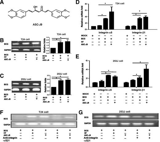 Figure 1. HF/ASC-J9 promotes BCG attachment/internalization through regulating the integrin-α5β1 pathway in bladder cancer cells. A, structure of ASC-J9. B and C, we seeded 4 × 105 T24 and 253J cells into plates. Cells were treated with 5 μmol/L HF and/or 5 μmol/L ASC-J9 for 12 hours, then incubated with BCG (2 × 107 CFU) for 2 hours. Excess BCG was washed away and genomic DNA was extracted to perform PCR using BCG primers. D and E, the T24 and 253J cells were treated as in B and C; RNA was extracted, and integrin-α5β1 expression was determined using Q-PCR. F and G, we seeded 4 × 105 T24 and 253J cells into the plates. Cells were treated with 5 μmol/L HF and/or ASC-J9 for 12 hours, then incubated with BCG (2 × 107 CFU) and integrin-α5β1–neutralizing antibody for 2 hours. After incubation, excess BCG was washed out by 1× PBS three times, and genomic DNA collected to perform PCR using BCG primers. Each experiment was performed in triplicate; *, P < 0.05(Student t test).