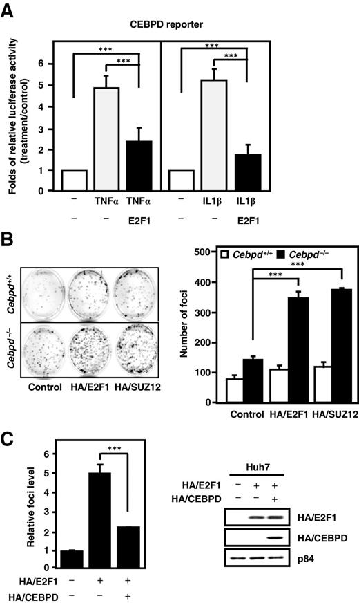 Figure 4. E2F1 attenuated CEBPD response to external stimuli and the loss of CEBPD enhances E2F1-induced proliferation of liver cancer cells. A, a luciferase assay was performed in Huh7 cells cotransfected with the CEBPD reporter with/without HA/E2F1 expression vector for the indicated treatments. B, a foci assay was performed with the indicated expression vectors in Cebpd−/− or wild-type (Cebpd+/+) MEF cells. C, a foci assay was performed in Huh7 cells cotransfected with E2F1 with or without pCMV-CEBPD expression vector. In all of the above experiments, the total DNA concentration for each transfection was matched with individual related backbone vectors. ***, P < 0.001.