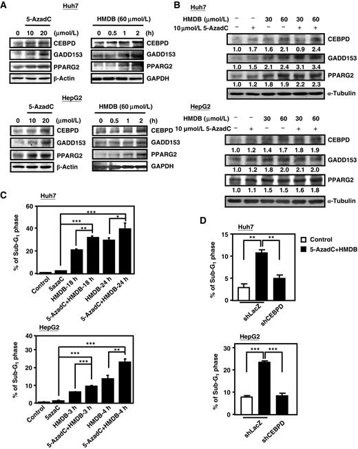Figure 5. Effects of combinatorial treatment of HMDB and 5-AzadC in liver cancer cells. A, Huh7 and HepG2 cells were incubated with 5-AzadC at the indicated doses for 48 hours or HMDB (60 μmol/L) at the indicated time points. Total lysates were harvested for Western blotting analysis. B, Huh7 and HepG2 cells were treated with 5-AzadC for 48 hours and then incubated with HMDB at the indicated concentration. Total lysates were harvested for Western blotting analyses. C, typical cell-cycle histograms were analyzed using flow cytometry after exposure in the presence or absence of 5-AzadC for 48 hours, followed by HMDB at the indicated time points. D, Huh7 and HepG2 cells were infected with lentiviruses encoding shLacZ or shCEBPD and subsequently treated with or without HMDB and 5-AzadC; the cells were then harvested for typical cell-cycle histograms. *, P < 0.05; **, P < 0.01; ***, P < 0.001.